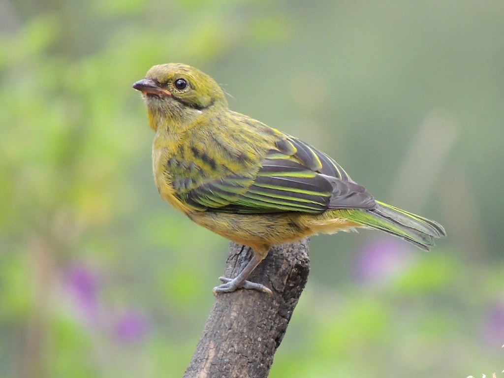 Silver-throated Tanager - ML30376541