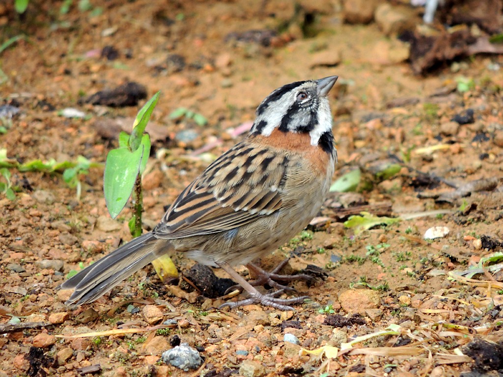 Rufous-collared Sparrow - ML30376601