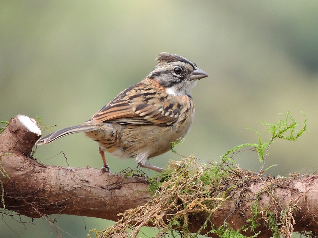 Rufous-collared Sparrow - ML30376611