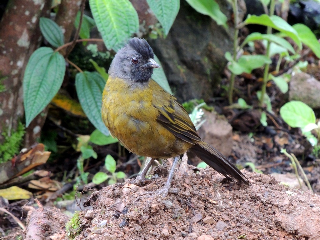 Large-footed Finch - ML30376641