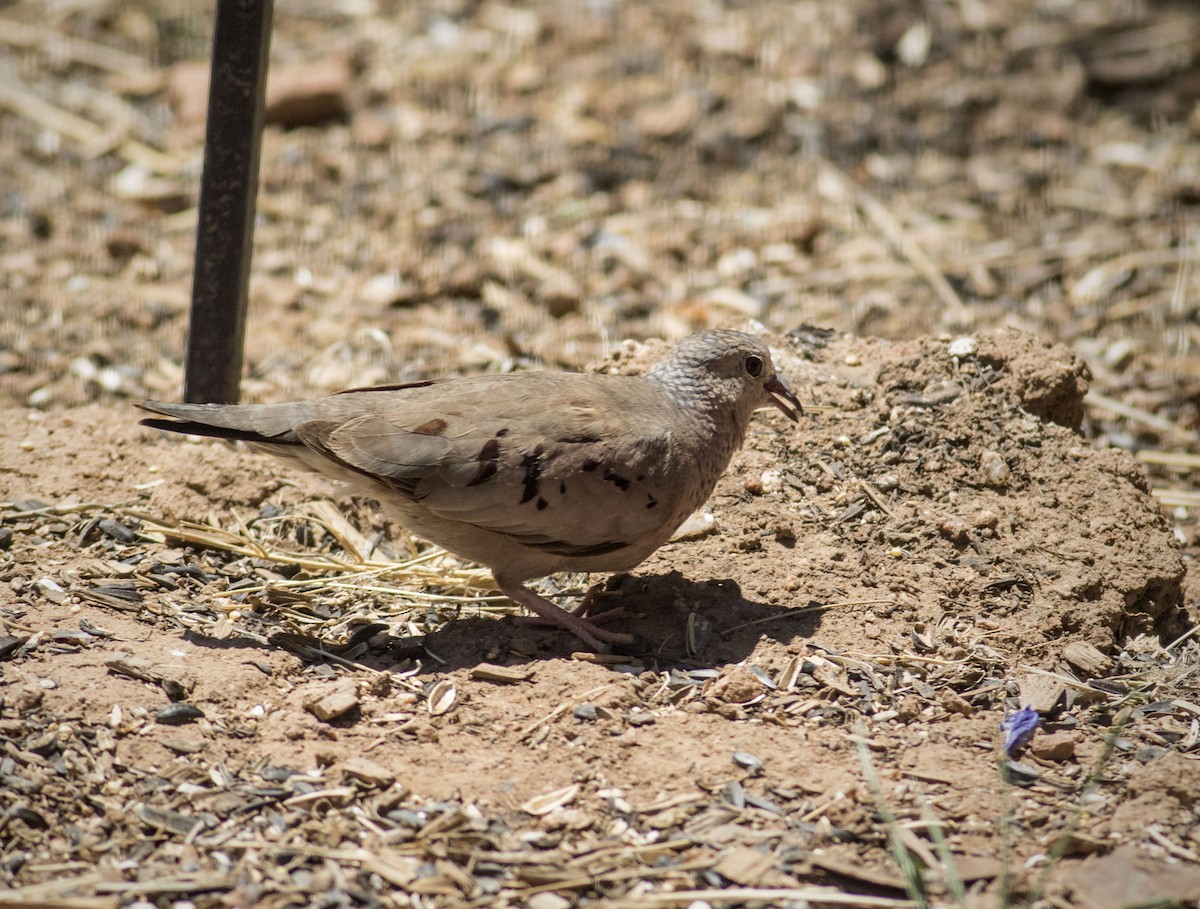 Common Ground Dove - Mouser Williams