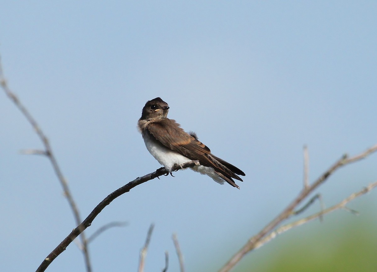 Northern Rough-winged Swallow - Musa Awan