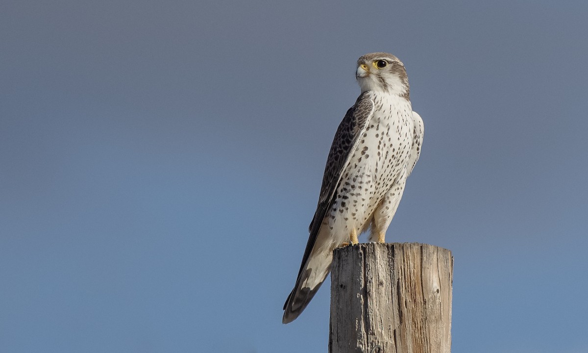 Prairie Falcon - Paul Fenwick