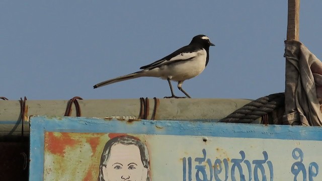 White-browed Wagtail - ML303789891