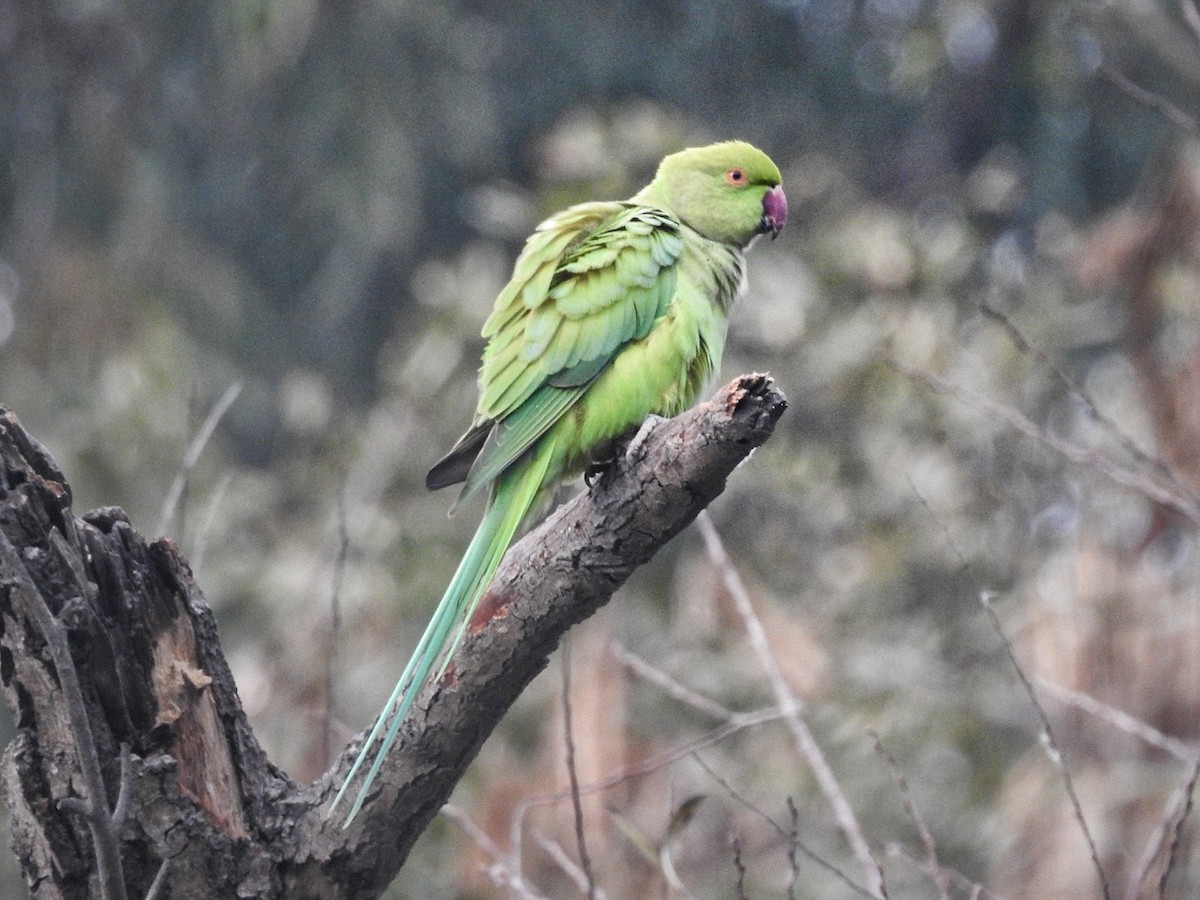 Rose-ringed Parakeet - R Thapar