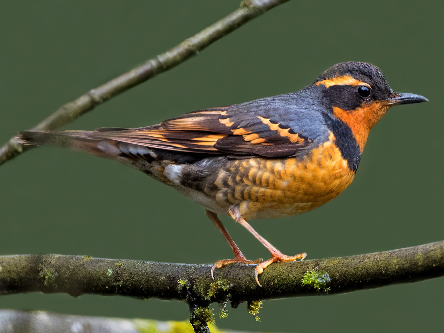 Varied Thrush - Graham Gerdeman