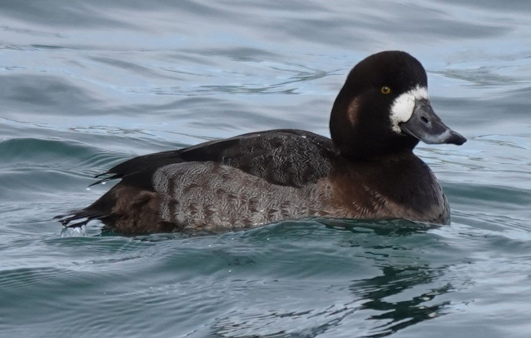 Greater Scaup - ML303793591