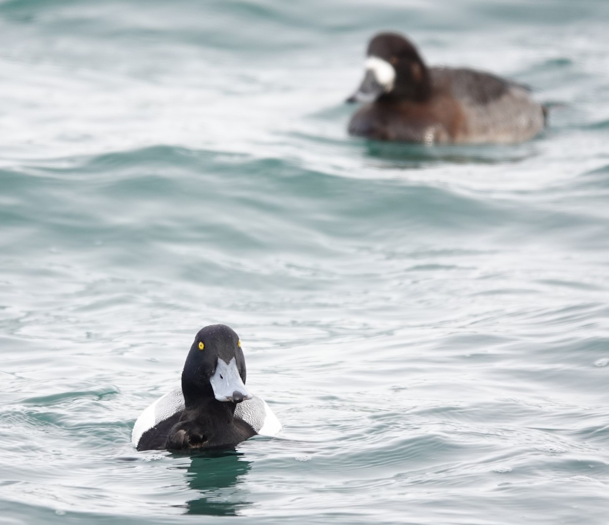 Greater Scaup - ML303793671