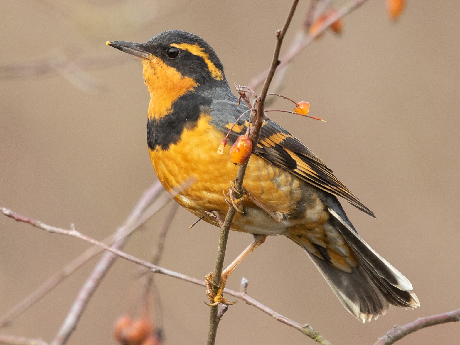 Varied Thrush - eBird