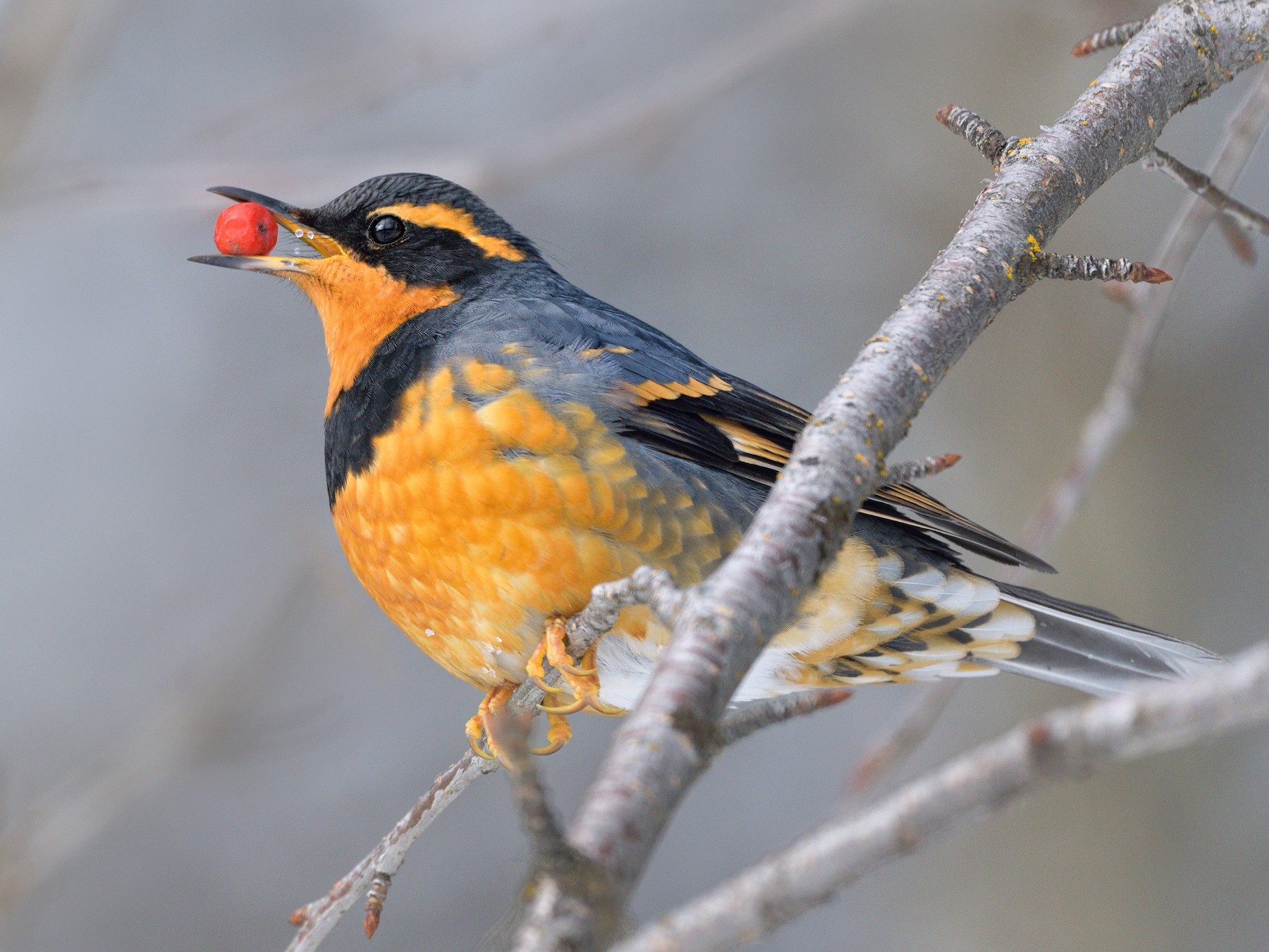 Varied Thrush - eBird