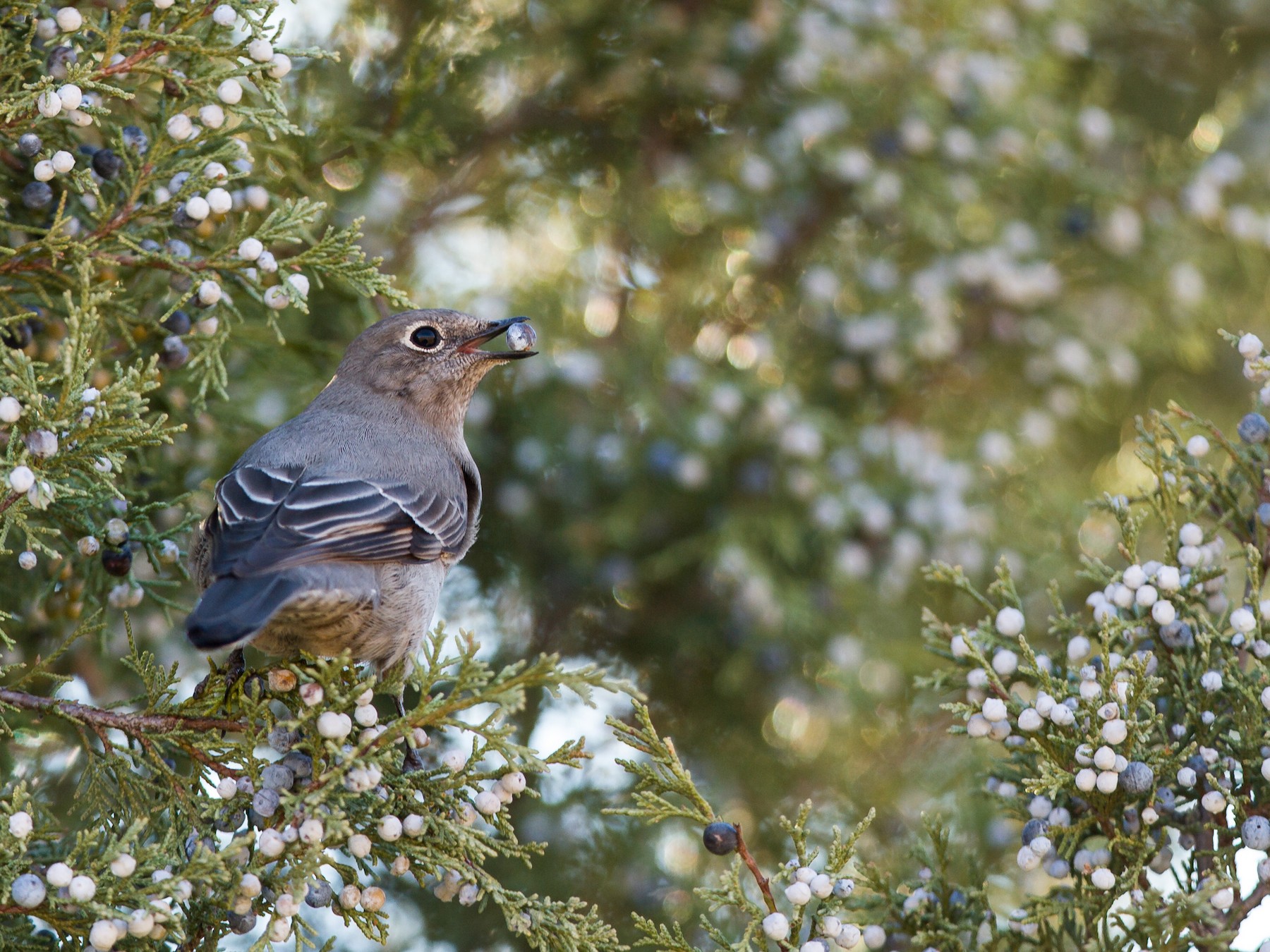 Townsend's Solitaire - Fyn Kynd