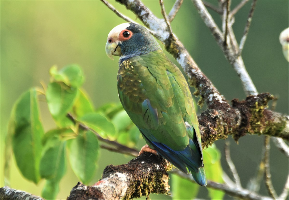 White-crowned Parrot - ML303799481