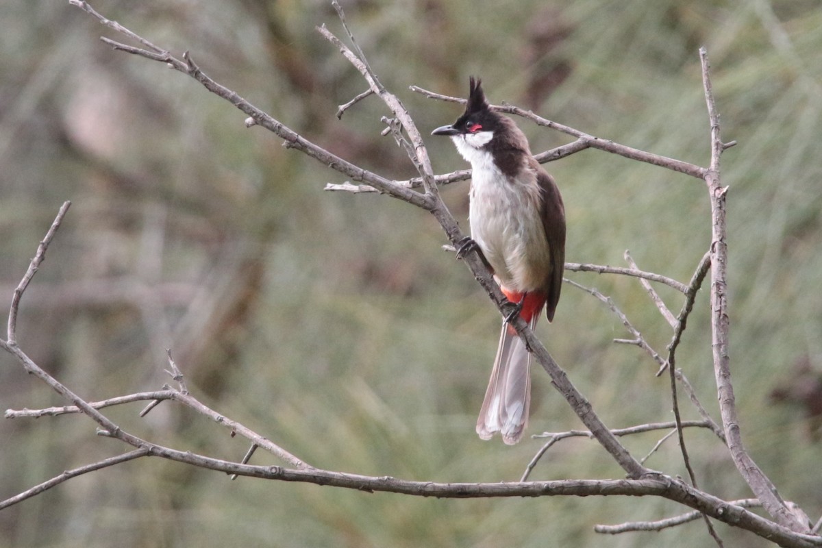 Red-whiskered Bulbul - Greg and Georgie Shaw