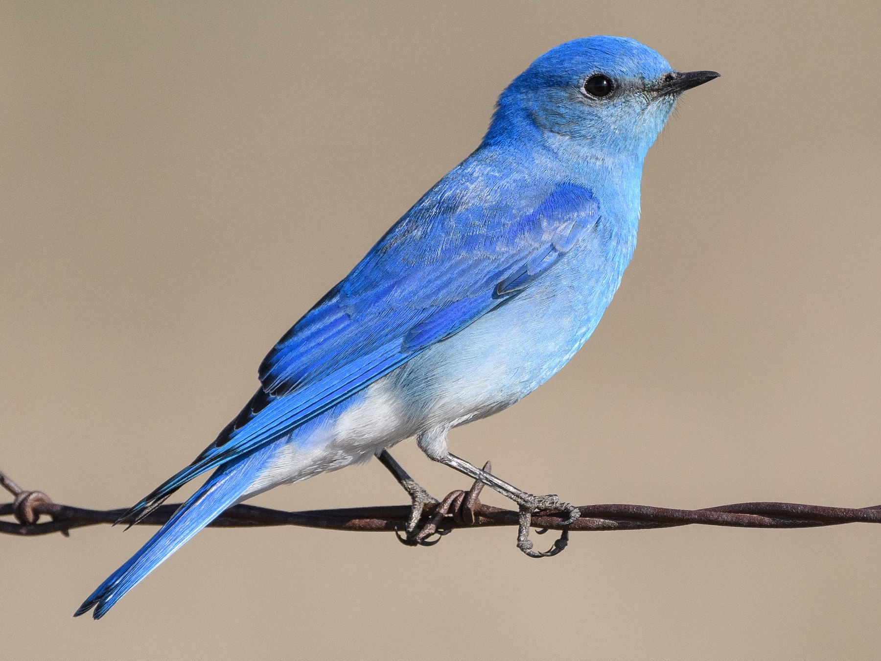 Mountain Bluebird - Darren Clark