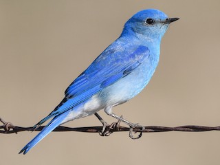 Macho adulto - Darren Clark - ML303800251