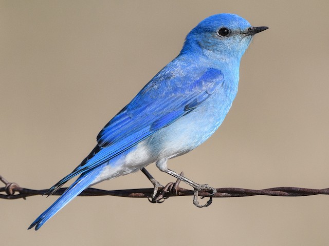 Photos - Mountain Bluebird - Sialia currucoides - Birds of the World