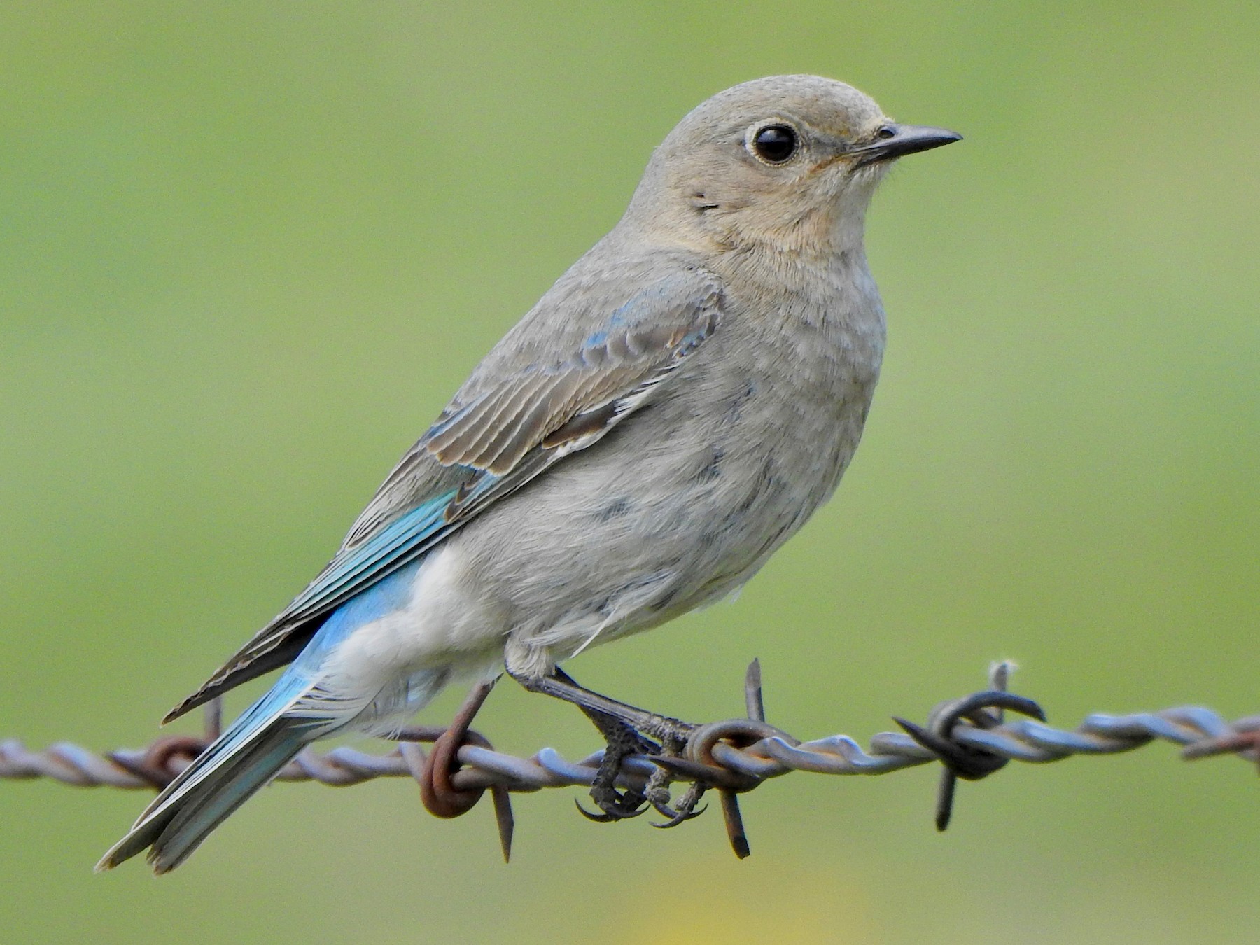 Mountain Bluebird eBird