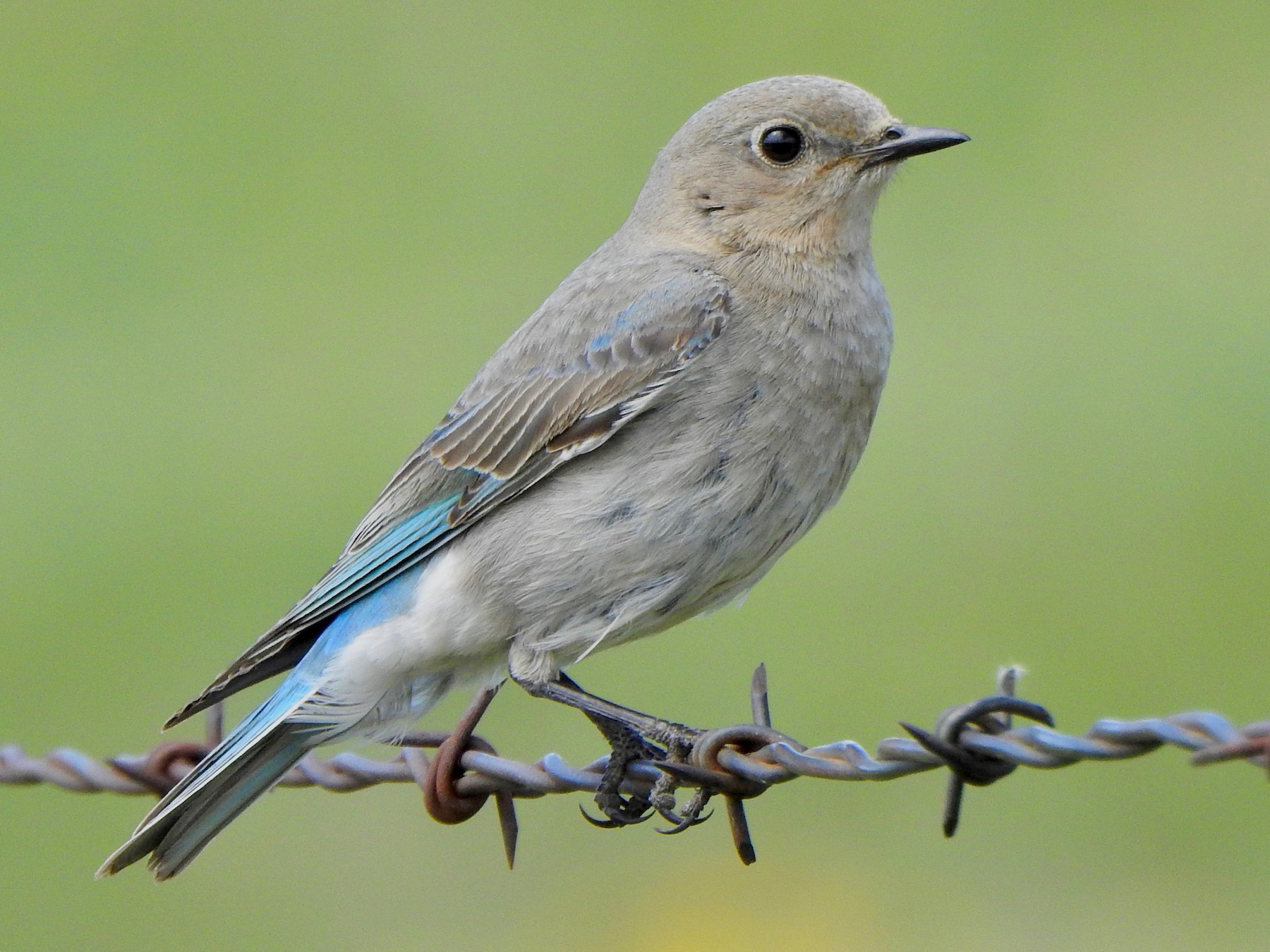 Mountain Bluebird - Kalin Ocaña