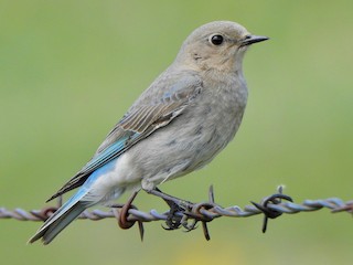 Самка/молодая птица - Kalin Ocaña - ML303800481