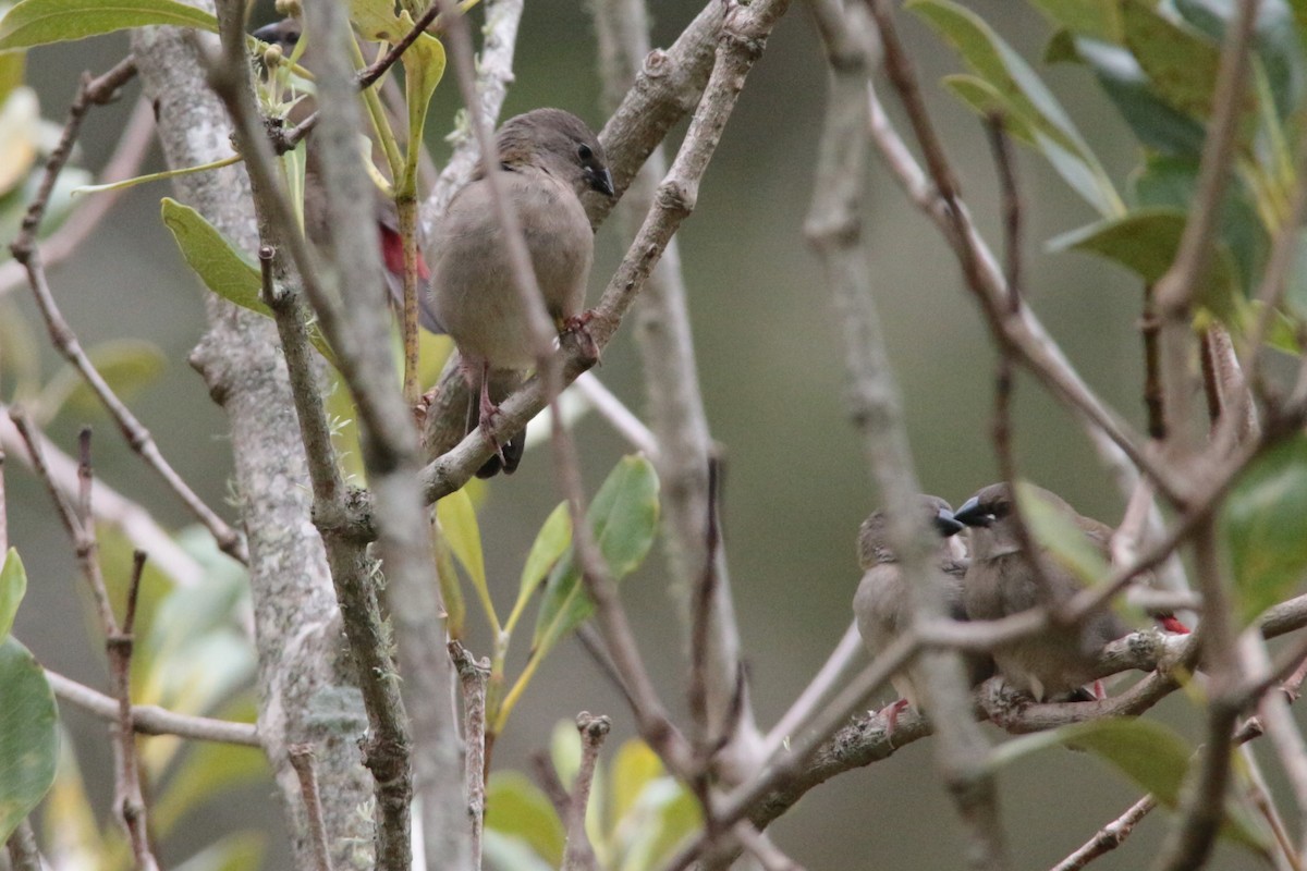 Red-browed Firetail - ML303800991
