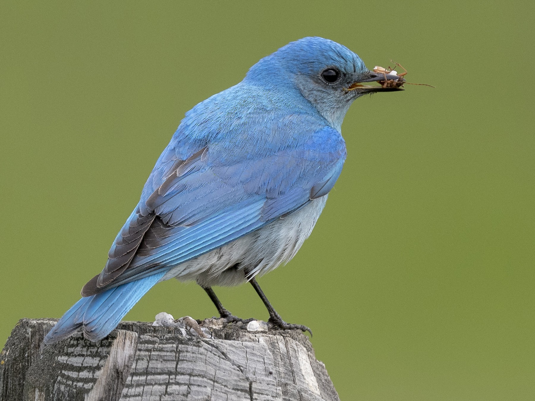 Mountain Bluebird - Ian Routley