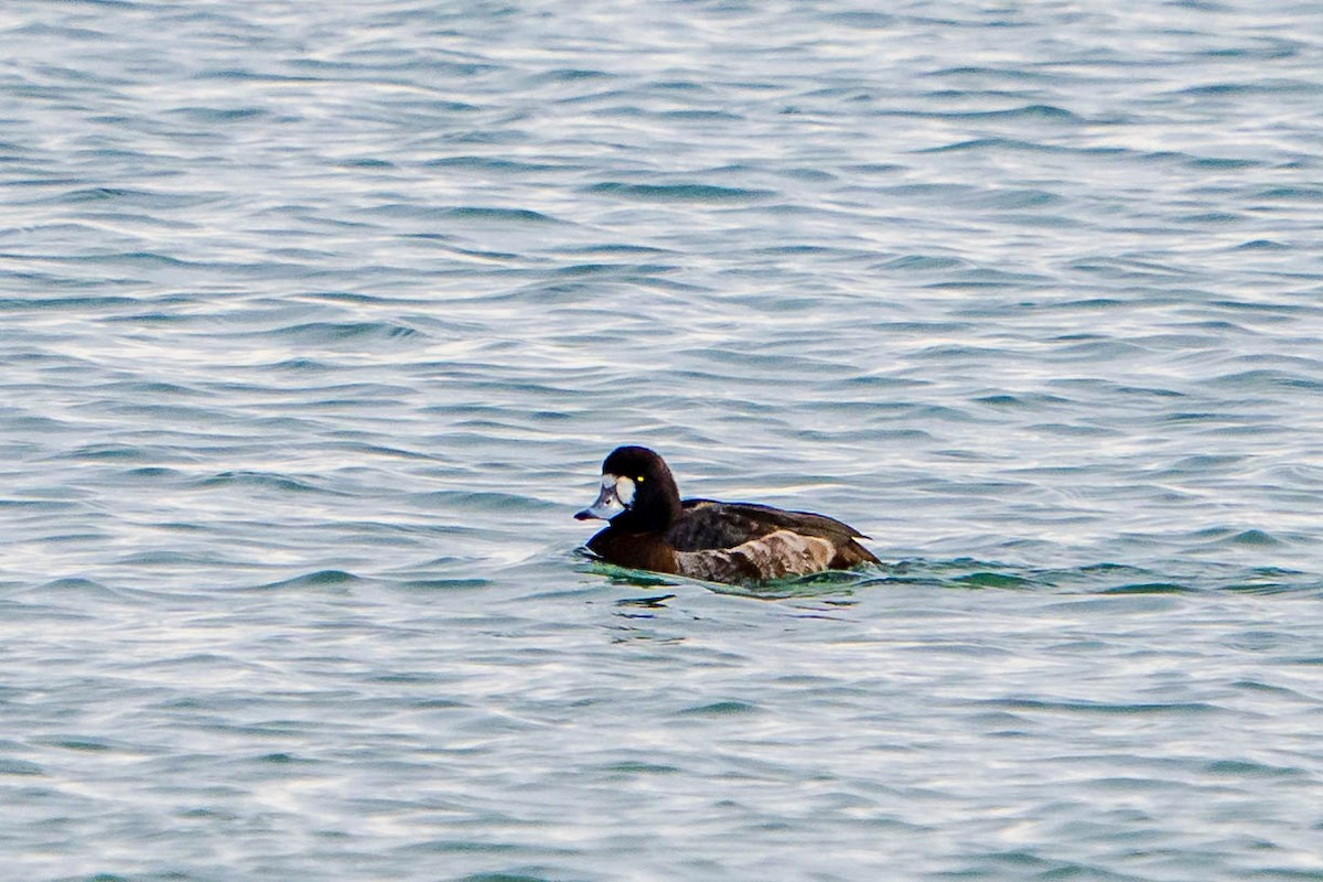 Greater Scaup - ML303802191