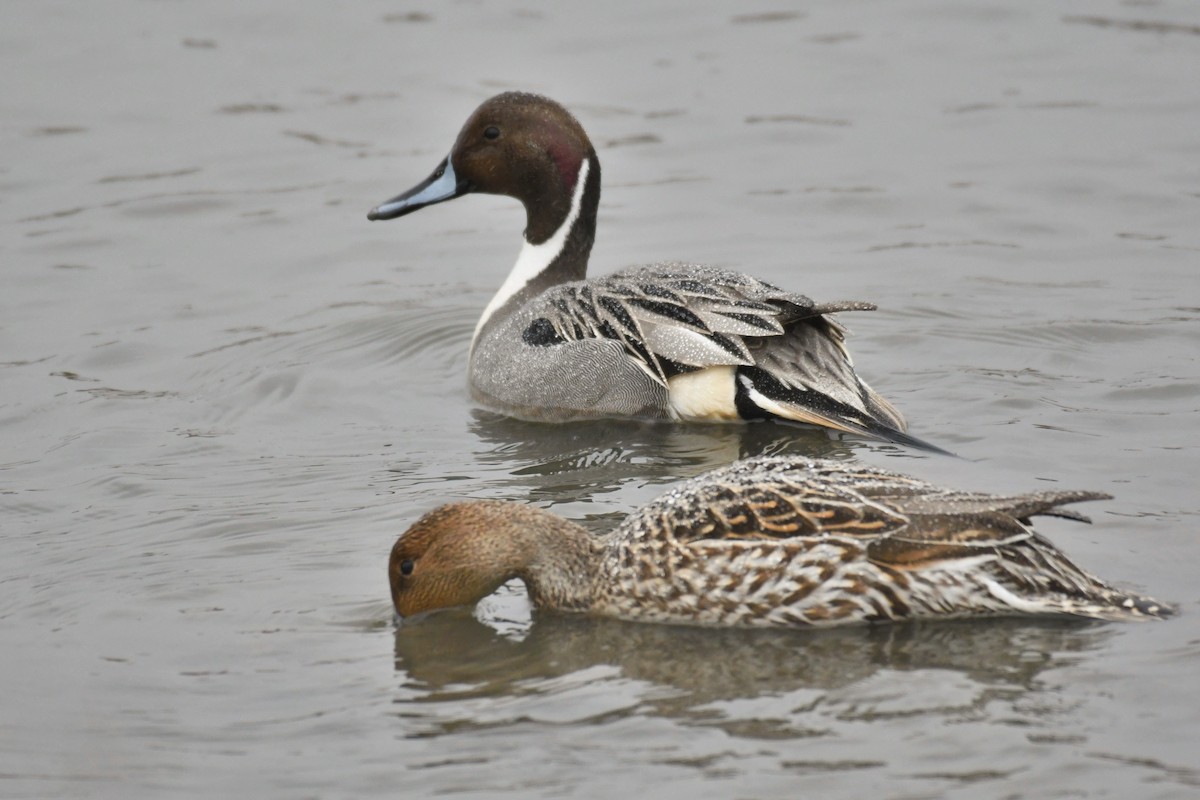 Northern Pintail - Paul Nale