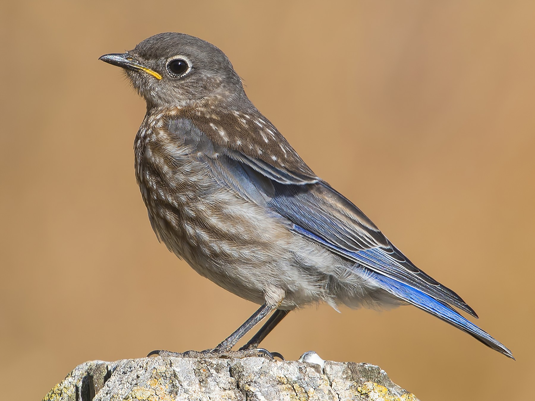 Western Bluebird - Jerry Ting