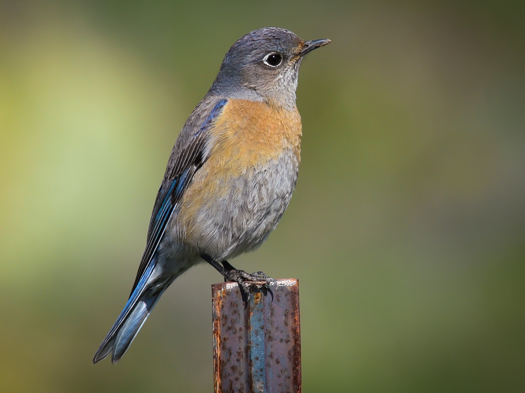 Western Bluebird - eBird