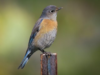Самка/молодая птица - Scott Martin - ML303804091