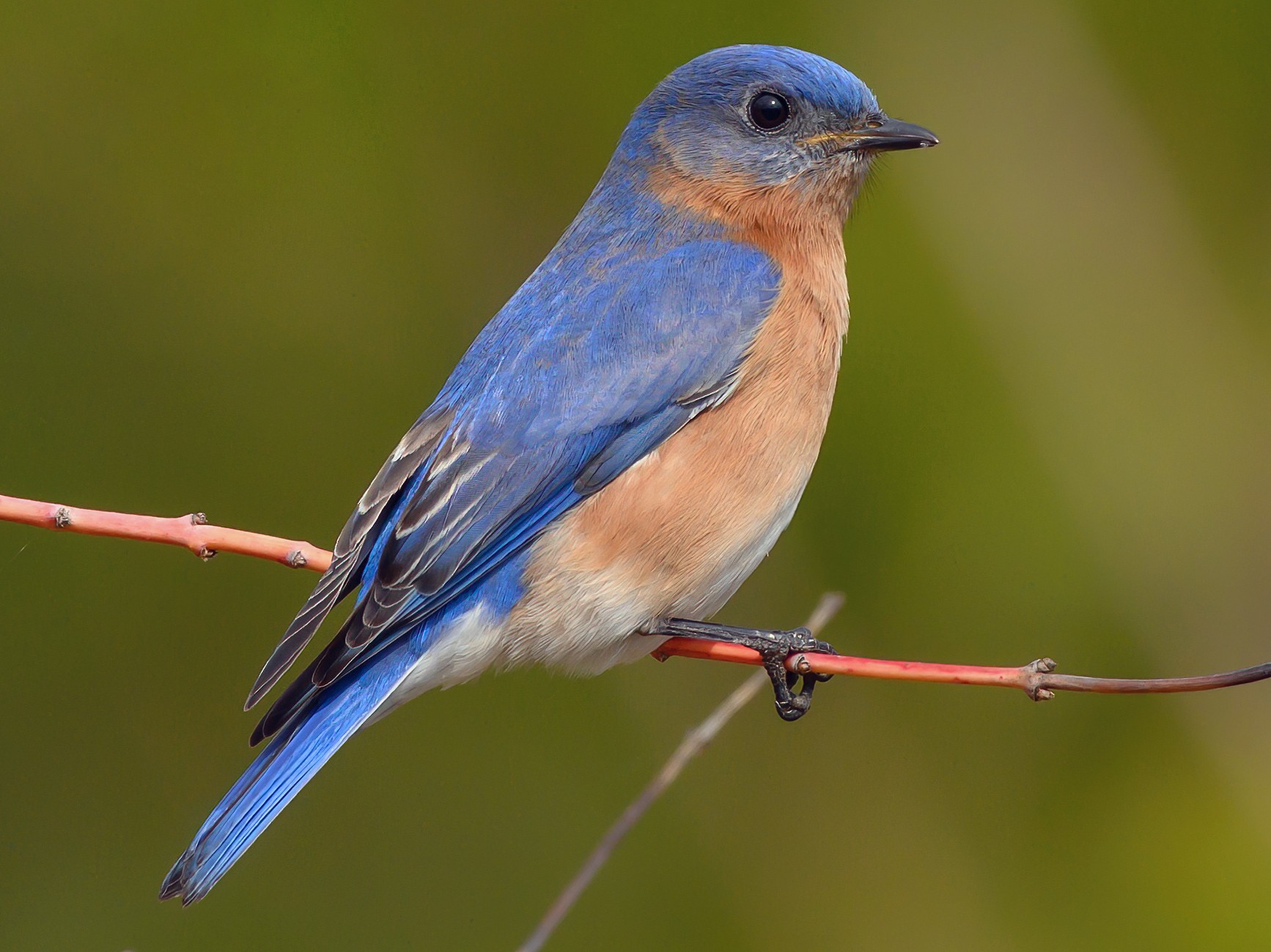 Eastern Bluebird  Audubon Field Guide