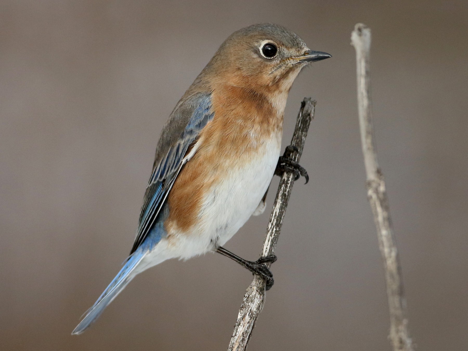 Eastern Bluebird - eBird Québec