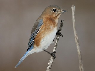 Самка/молодая птица - Jay McGowan - ML303809101