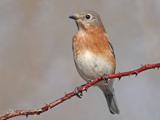 雌鳥/未成鳥 - Ryan Schain - ML303809441