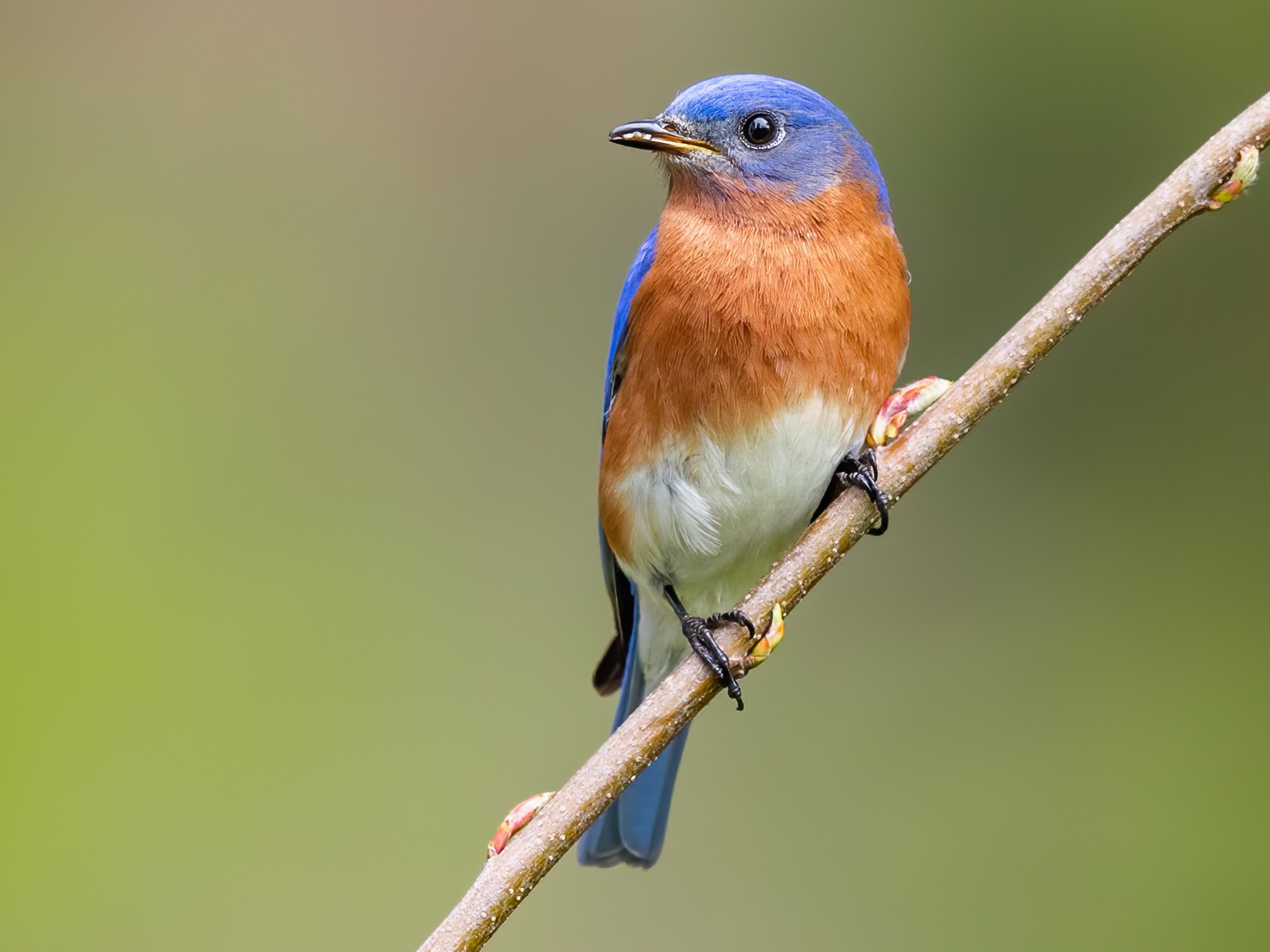 Eastern Bluebirds