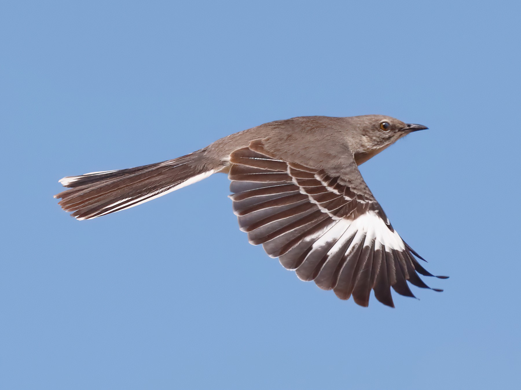 Mockingbird Song -  Australia