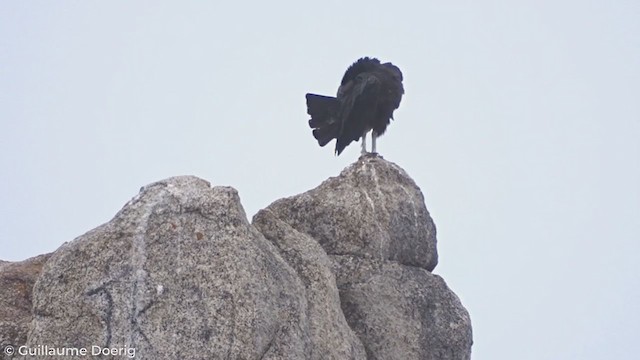 Black Vulture - ML303811341