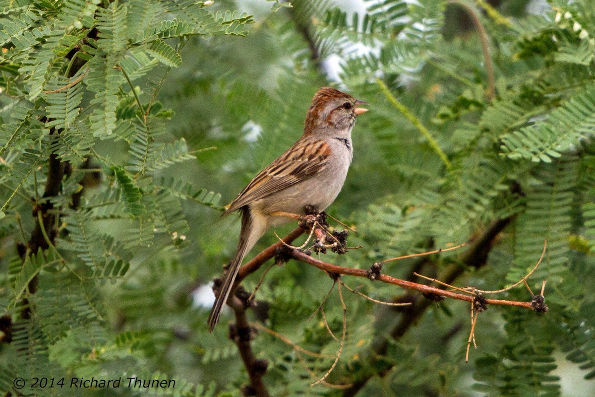 Rufous-winged Sparrow - Richard Thunen