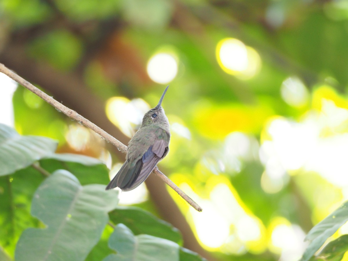 Sombre Hummingbird - Anonymous