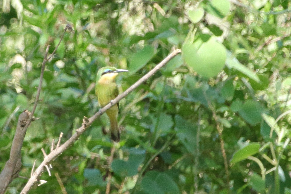 Little Bee-eater - ML303813901