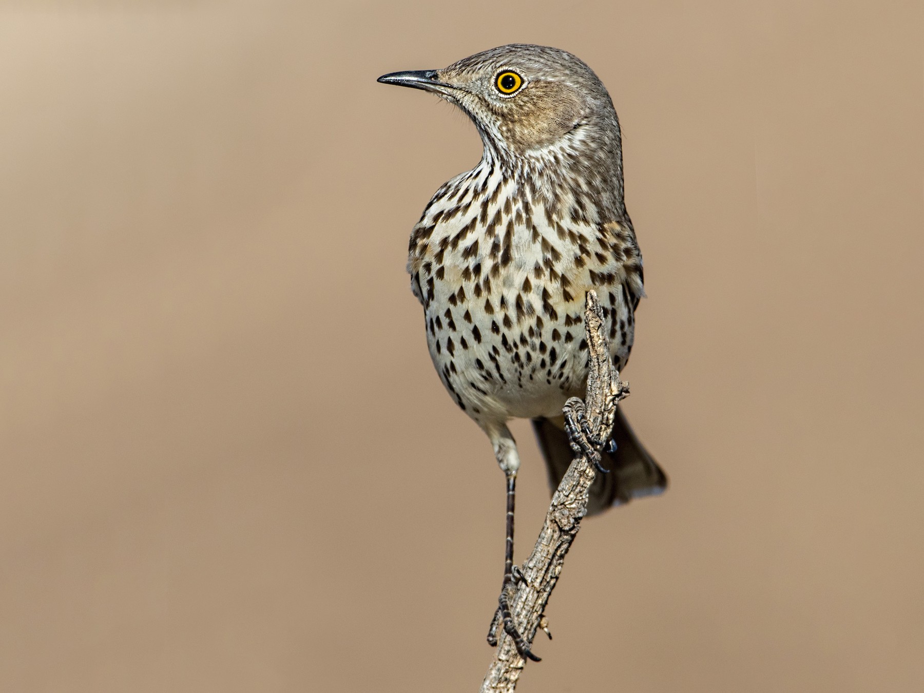 Sage Thrasher - Eric Gofreed