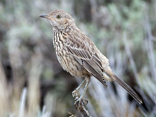 Молодая птица - Darren Clark - ML303815541
