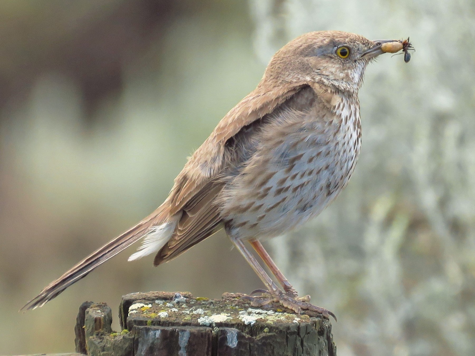 Sage Thrasher - Guy L. Monty