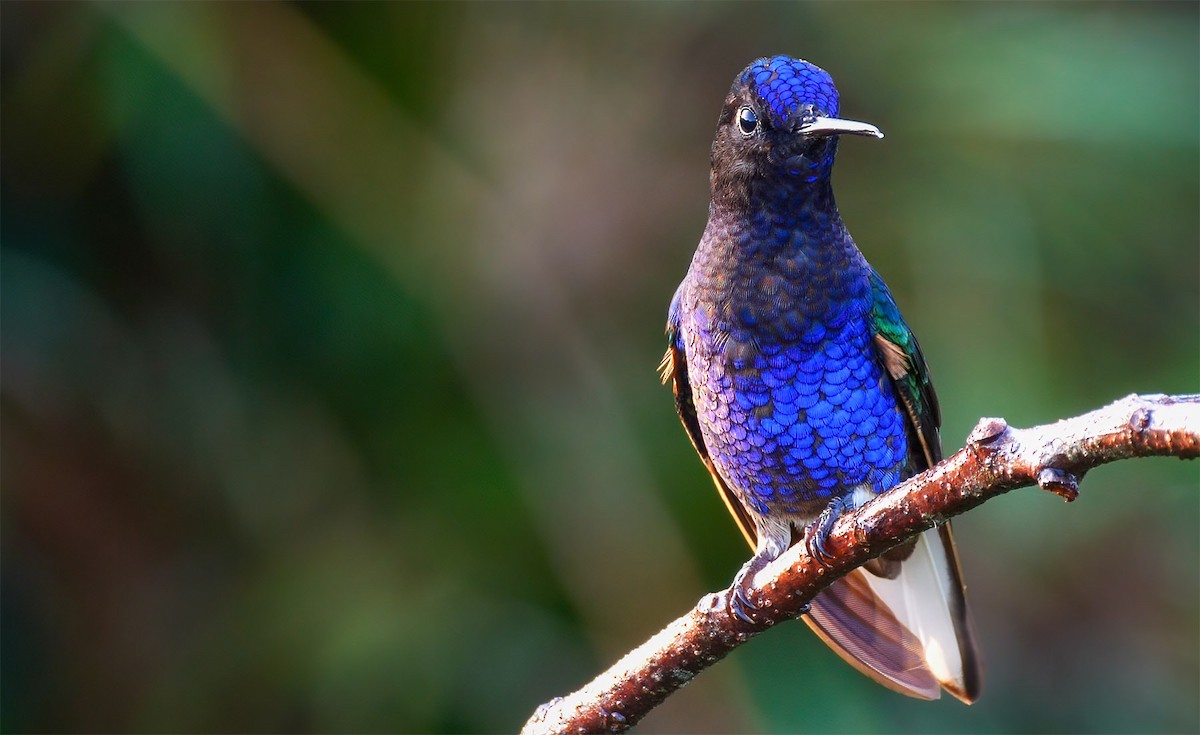 kolibřík hyacintový - ML303816151