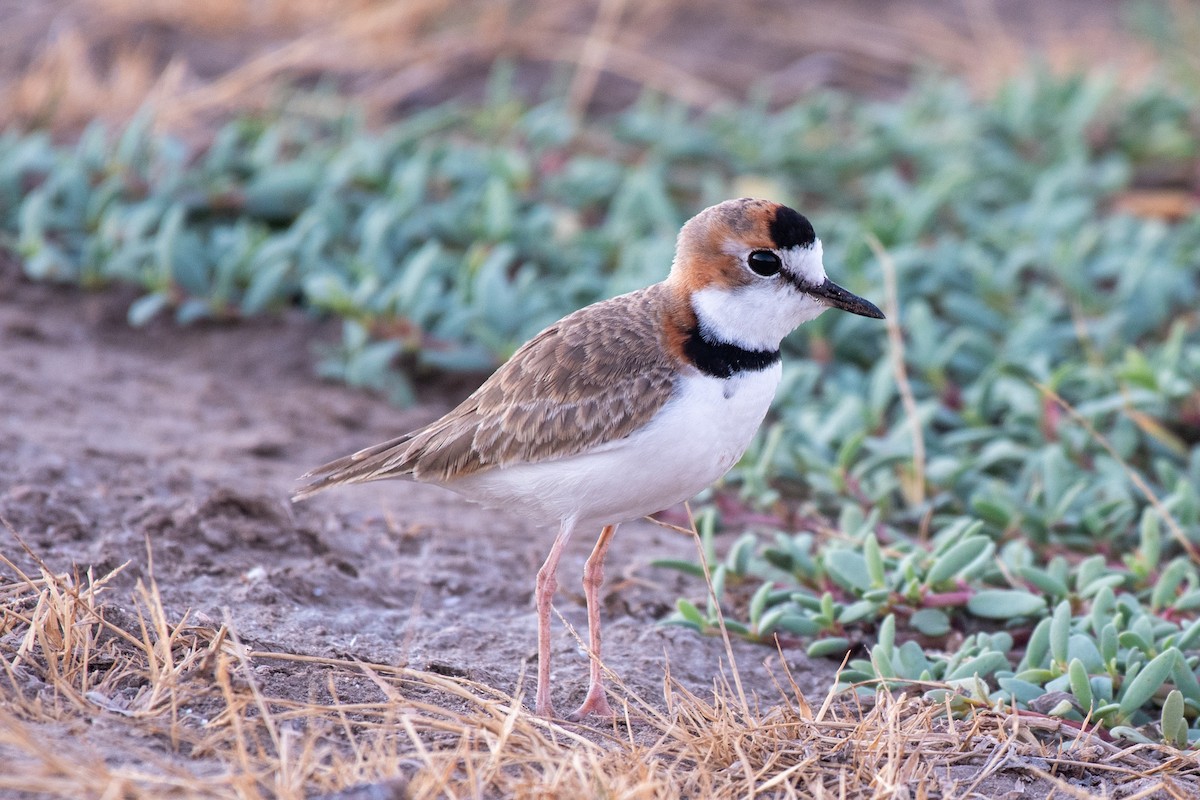 Collared Plover - ML303816711