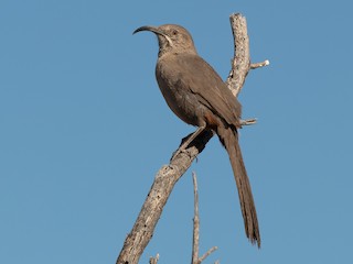 成鳥 - Stephan Skaarup Båsen Lund - ML303817651