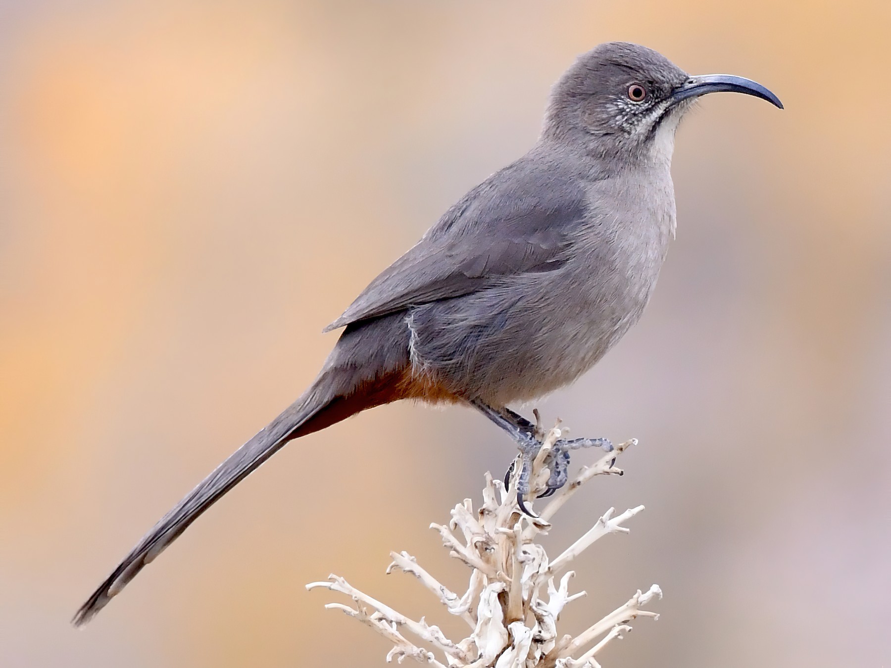 Crissal Thrasher - Adam Dudley