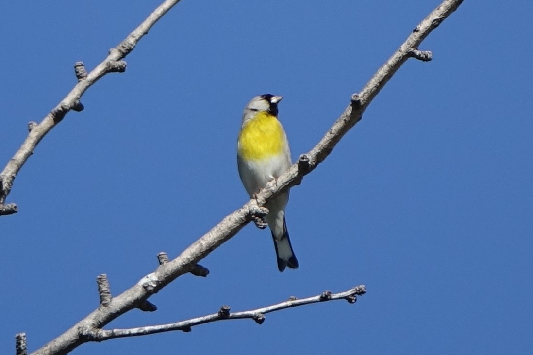 Lawrence's Goldfinch - ML303819571