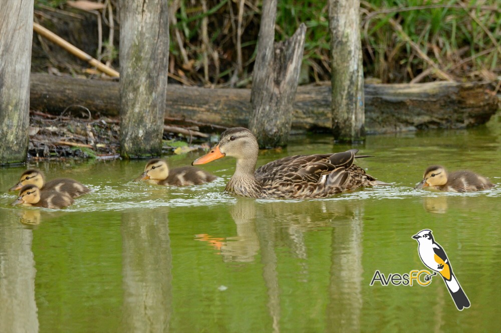Mexican Duck - ML30382011