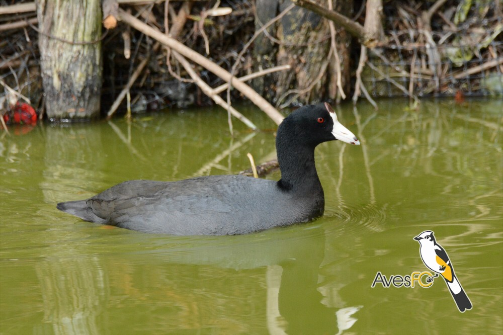 American Coot (Red-shielded) - AvesFC UNAM
